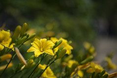 黄色野花植物摄影图