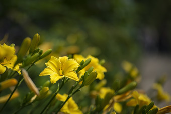 黄色<strong>野花</strong>植物<strong>摄影图</strong>