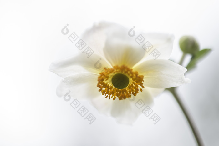 白色花朵植物摄影图