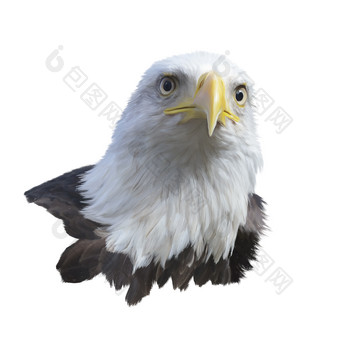 白头海雕美国国鸟摄影图
