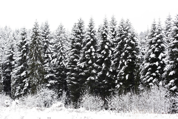 冬季下过雪的松树林