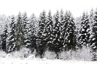 冬季下过<strong>雪的</strong>松树林