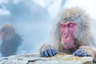 蓝色调泡温泉的猴摄影图