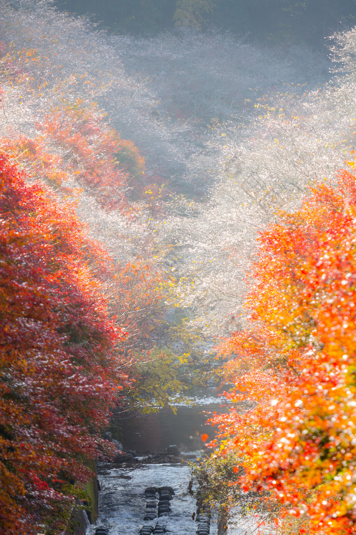 秋季山林枫树和河流