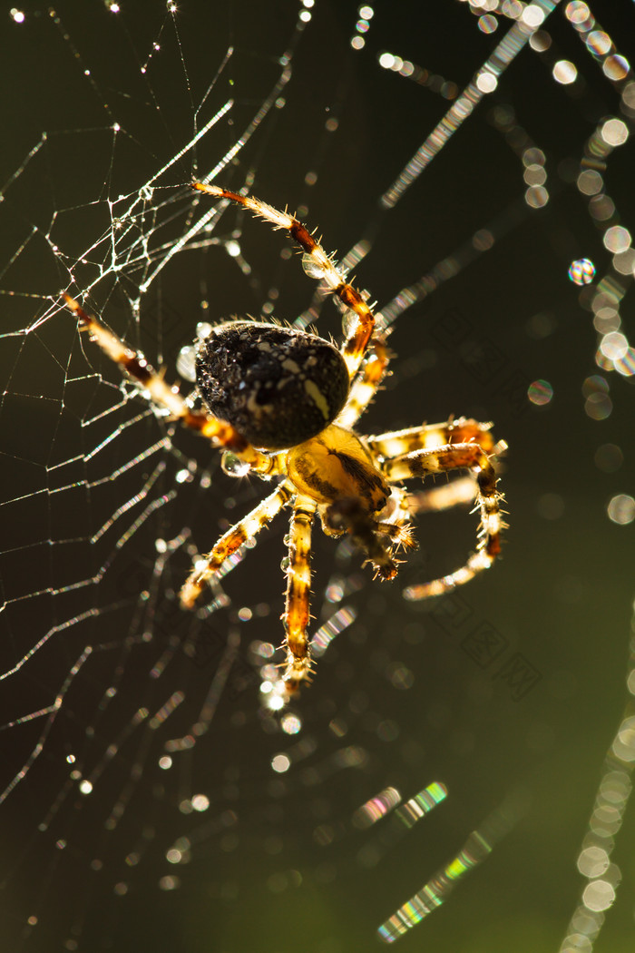 暗色调网上的蜘蛛摄影图