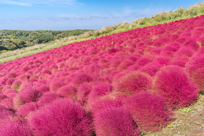 唯美红色花海摄影图