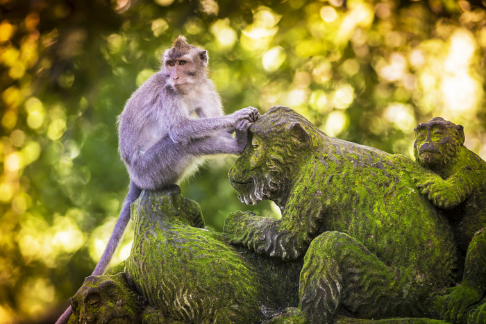 猴子雕像上的猴子图片