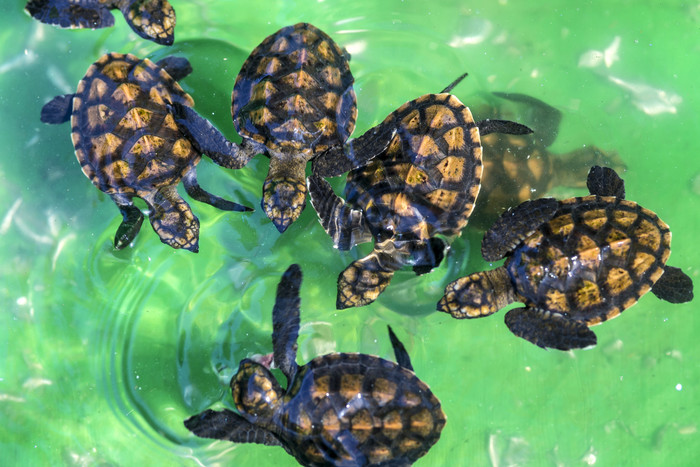 水中的海龟幼崽摄影图