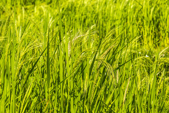 绿色水稻<strong>植物</strong>摄影图