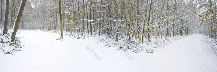 简约风雪中的树林摄影图