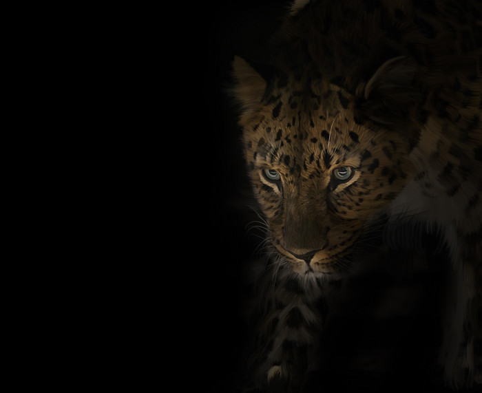 黑色风格夜行的豹摄影图