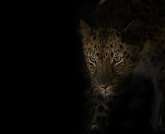 <strong>黑色</strong>风格夜行的豹摄影图