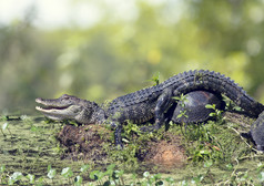 暗色调草地上小鳄鱼摄影图