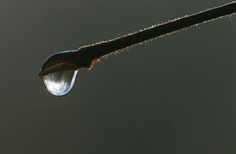 枝干上<strong>滴</strong>下的<strong>一滴</strong>水