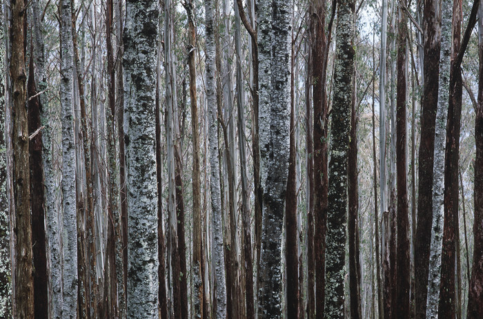 树林树木树干摄影图