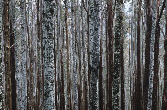 树林树木树干摄影图