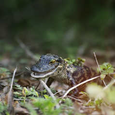 森林地上的鳄鱼摄影图