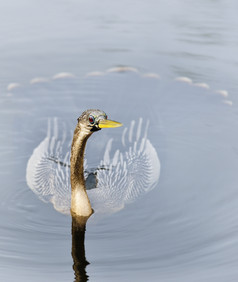 池塘水中的鸟摄影图