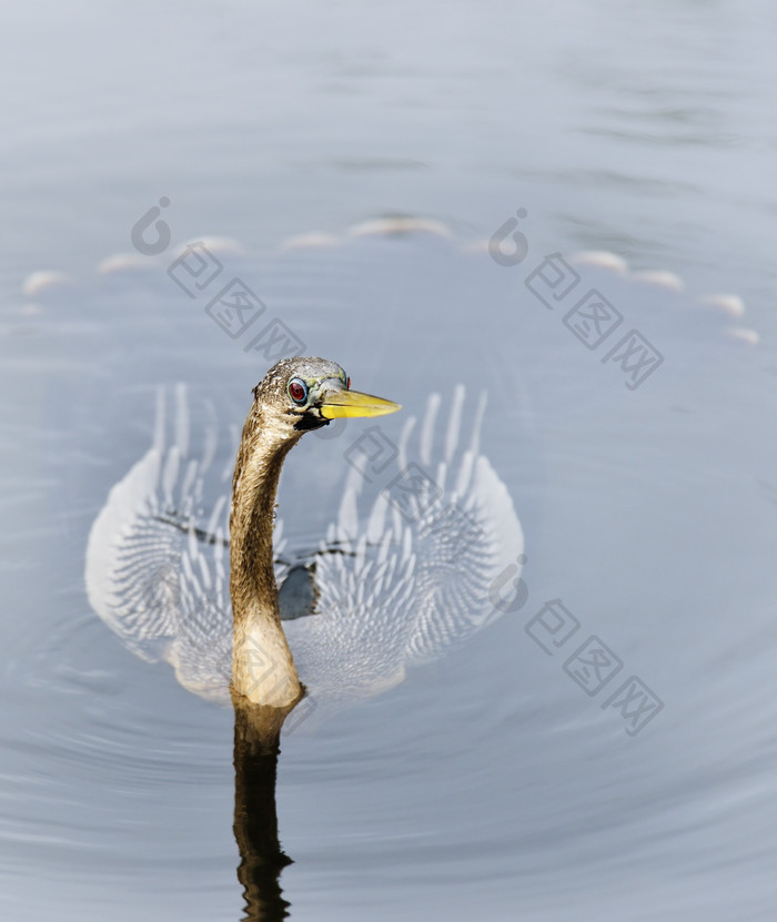 池塘水中的鸟摄影图