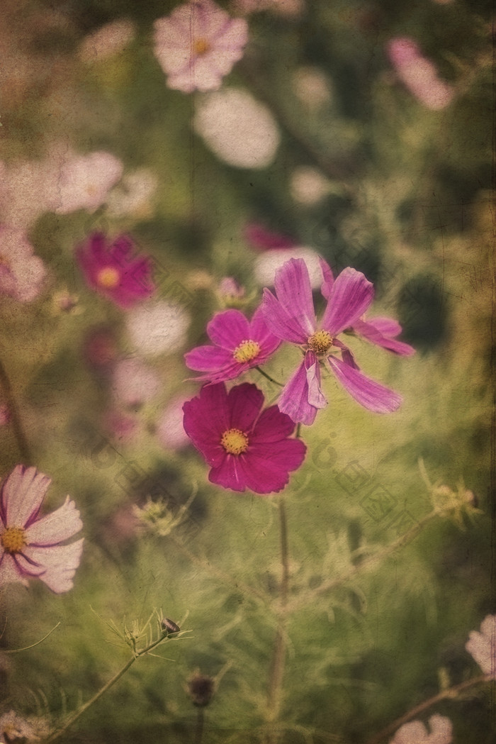 夏季红色小花花朵