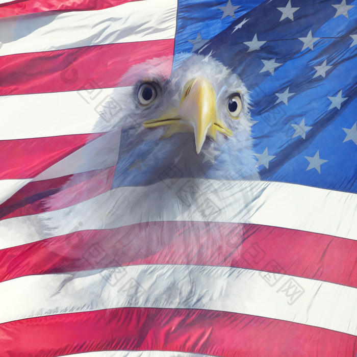 美国的国旗和国鸟摄影图
