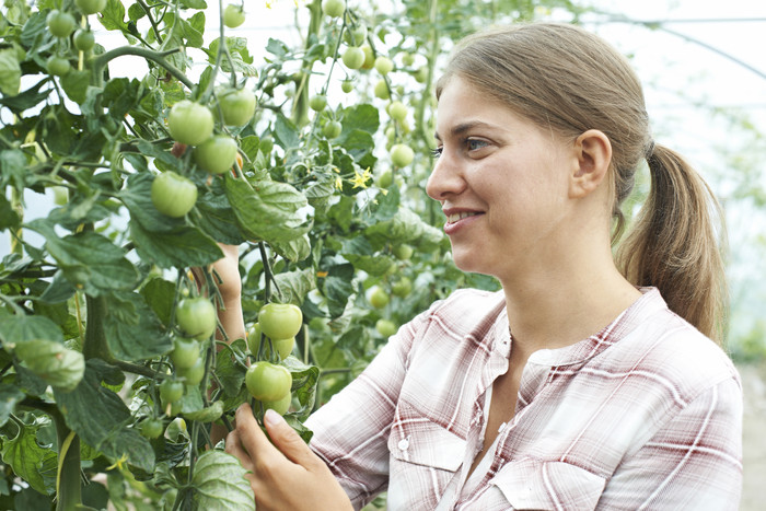 种植番茄农民妇女