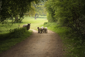 绿色调林中的小羊摄影图