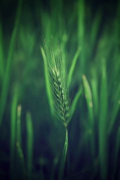 未成熟的绿色小麦