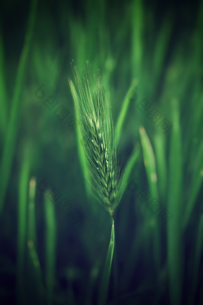 未成熟的绿色小麦