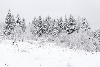 山坡上雪地上的树木