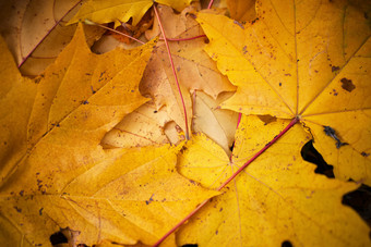 暗色调枯黄的叶子摄影图