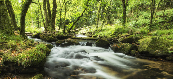 绿色漂亮的林中小溪摄影图