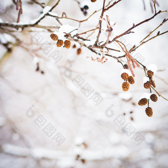 简约雪后的树枝摄影图