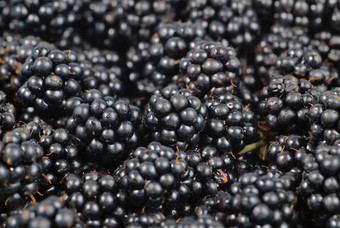 新鲜水果黑莓摄影图