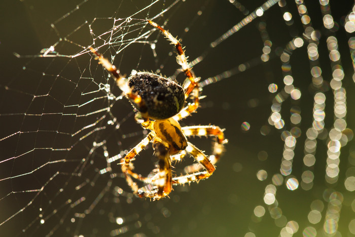 暗色调网上的小蜘蛛摄影图