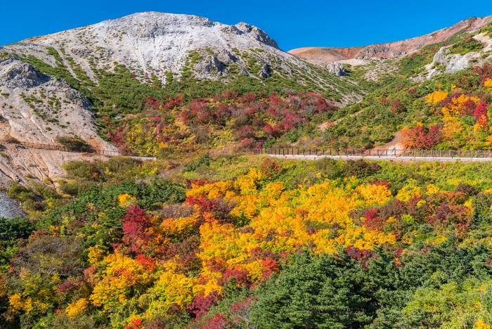 山峰山峦枫树植物