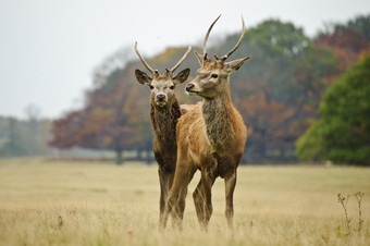 简约草地上的两头鹿摄影图