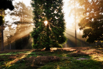 暗色调阳光下的树林摄影图