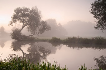 深色调湿地景色摄影图