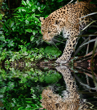 深色调水边的豹摄影图