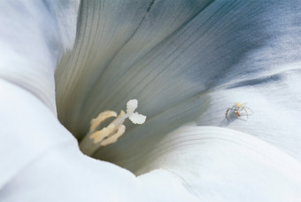 白色花朵花蕊摄影图