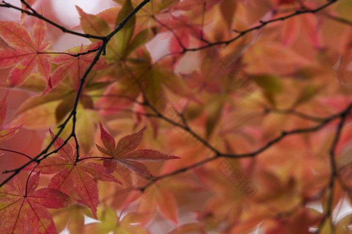 暗色调秋天红叶摄影图