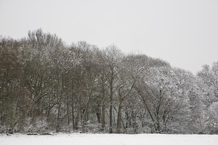 冬季树林白雪景色摄影图