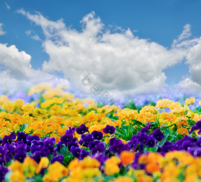 花草