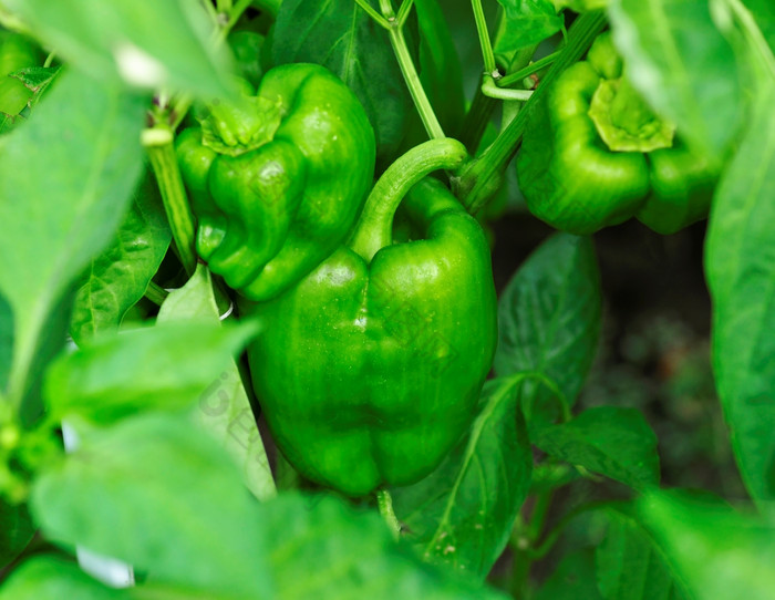 简约绿色的蔬菜辣椒摄影图