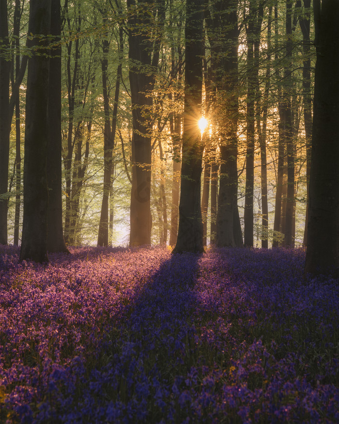 阳光下森林花卉摄影图