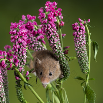 花卉植物和小老鼠