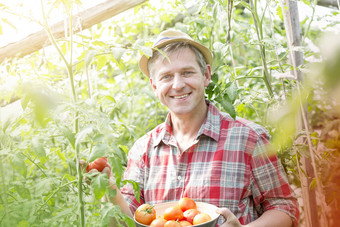 清新风摘柿子的农民摄影图