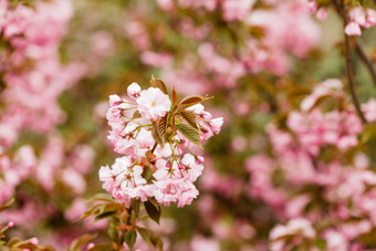 日本粉色国花樱花