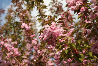 树上的桃花摄影图